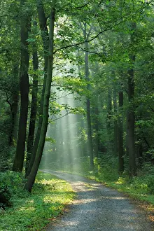 Flooded: Hiking trail through light-flooded forest, sun shines
