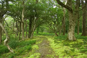 Vanishing: Hiking trail near Muckross House, Killarney