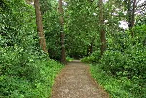 Vanishing: Hiking trail near Muckross House, Killarney