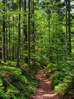 Sankt: Hiking trail in primeval forest in the National