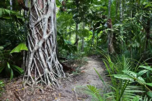 Leafy: Hiking trail in a rainforest with a Strangler Fig