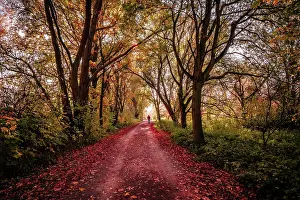 Hanover: Hiking trail through a small forest with red leaves
