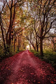 Hanover: Hiking trail through a small forest with red leaves