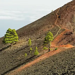 Vieja: Hiking trail at the volcano Martin, Cumbre Vieja