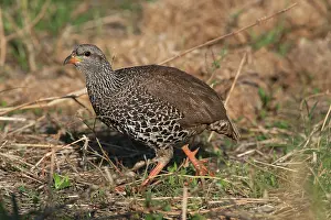 Francolinus: Hildebrandt's Francolin