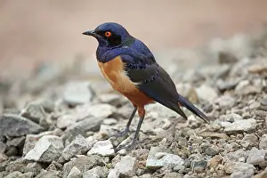 Lamprotornis: Hildebrandt's Starling