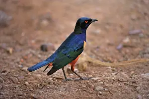 Lamprotornis: Hildebrandt's Starling