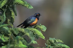 Sturnidae: Hildebrandt's Starling
