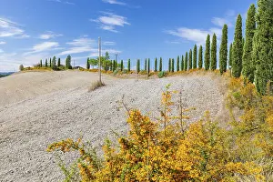 Roads: Hill with avenue of columnar cypresses (Cupressus sempervirens) near Siena