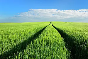 Cornfield: Hill with green cornfield in spring under blue sky