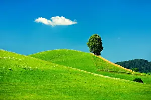 Linden: Hill with green meadow and solitary linden tree
