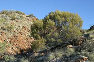 Mulga: Hill Mulga - and Spinifex covered hillsides behind