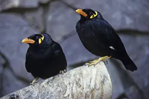 Cagebird: Hill Mynas on a rock