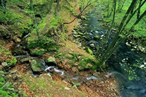Tributary: Hill Stream - with tributary, in spring, Bramwald
