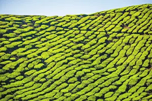 Cameron: Hill with tea plantations, tea growing, Cameron