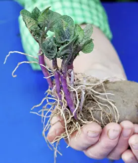 Harvesting: Hills of central Serbia. Farmer displays