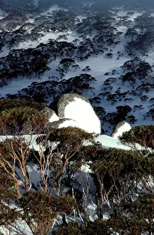 Kosciuszko: Hillside with covering of Snow gums (Eucalyptus