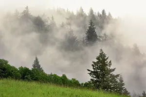 Hillside: Hillside of evergreen trees among fog, Bald Hills