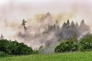 Hillside: Hillside of evergreen trees among fog, Bald Hills