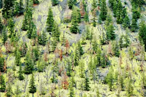 Okanagan: Hillside re-growth after forest fire, Okanagan