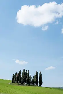 Siena: Hilly landscape with cypresses (Cupressus), blue