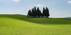 Quirico: Hilly landscape with cypresses, San Quirico dOrc
