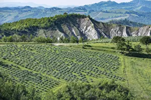 Wine: Hilly landscape with erosion valleys and vineyards