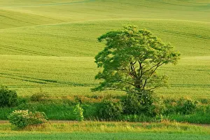 Roll: Hilly landscape in the evening light, green fields