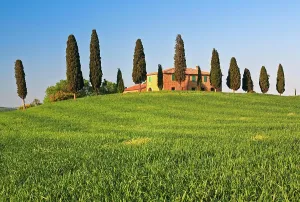 Cypresses: Hilly landscape with rape, corn fields and cypresses