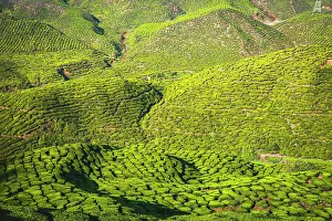 Cameron: Hilly landscape with tea plantations, cultivation
