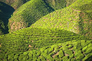 Cameron: Hilly landscape with tea plantations, cultivation