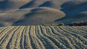 Siena: Hilly and ploughed field, near Asciano, Tuscany