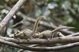 Joyful: Himalaya-Streifenhornchen (Tamiops mcclellandii) Mannchen beschnuppert Weibchen kurz vor der Paarung