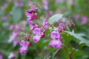 Policeman: Himalayan Balsam