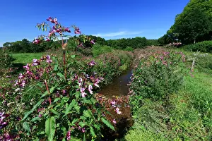 Balsam: Himalayan Balsam