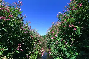 Balsam: Himalayan Balsam
