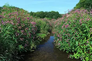 Balsam: Himalayan Balsam