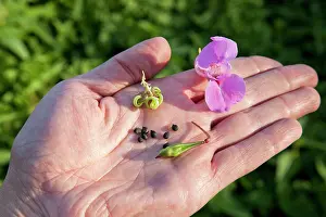 Balsam: Himalayan Balsam - flower and seeds on a man's hand