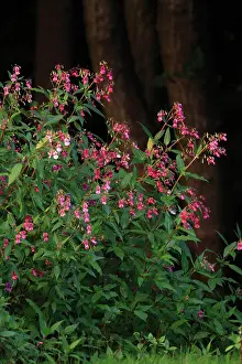Balsam: Himalayan Balsam - flowering at edge of stream