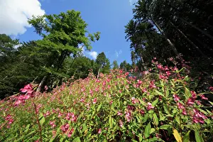 Balsam: Himalayan Balsam - flowering in forest