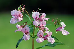 Balsam: Himalayan Balsam - flowering plant