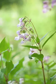 Helmet: Himalayan balsam, Impatiens glandulifera, Side view