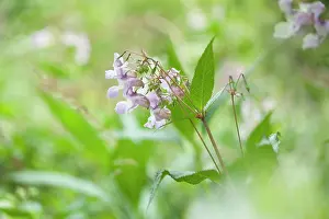 Helmet: Himalayan balsam, Impatiens glandulifera, Side view