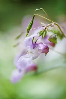 Helmet: Himalayan balsam, Impatiens glandulifera, Side view