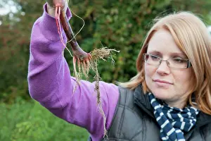 Balsam: Himalayan Balsam - lady holding plant stem showing