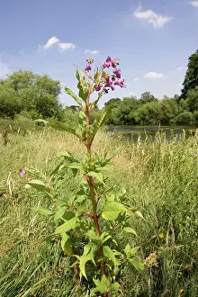 Invading: Himalayan balsam plants invading banks of River Wye, UK