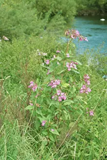 Invading: Himalayan balsam plants invading banks of River Wye