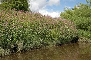 Invading: Himalayan balsam plants - invading banks of River Wye