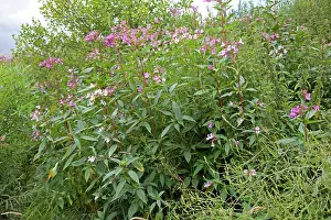 Invading: Himalayan balsam plants - invading banks of River Wye