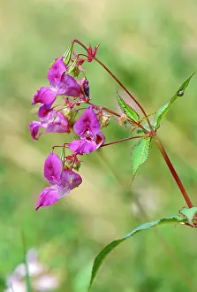 Policeman: Himalayan BALSAM / Policeman's Helmet